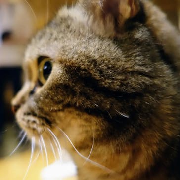 猫カフェモカ　新宿店に投稿された画像（2023/9/24）