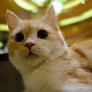 猫カフェモカ　新宿店に投稿された画像（2023/9/24）