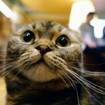 猫カフェモカ　新宿店に投稿された画像（2023/9/24）
