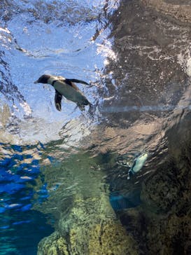 京都水族館に投稿された画像（2023/9/24）