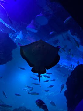 京都水族館に投稿された画像（2023/9/24）