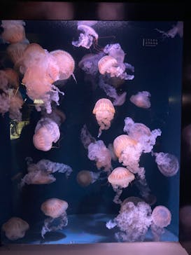 京都水族館に投稿された画像（2023/9/24）