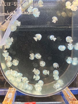 京都水族館に投稿された画像（2023/9/24）