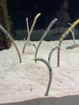 京都水族館に投稿された画像（2023/9/24）