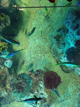 越前松島水族館に投稿された画像（2023/9/24）