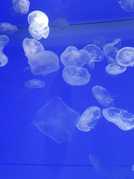 アクアワールド茨城県大洗水族館に投稿された画像（2023/9/24）