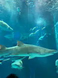 名古屋港水族館に投稿された画像（2023/9/24）