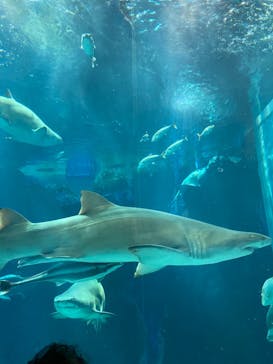 名古屋港水族館に投稿された画像（2023/9/24）