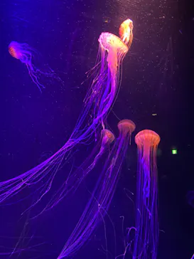 名古屋港水族館に投稿された画像（2023/9/24）