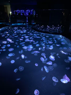 すみだ水族館に投稿された画像（2023/9/24）