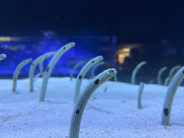 すみだ水族館に投稿された画像（2023/9/24）