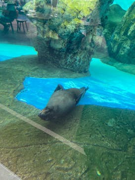 京都水族館×ニデック京都タワーに投稿された画像（2023/9/24）