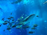 沖縄美ら海水族館に投稿された画像（2023/9/24）