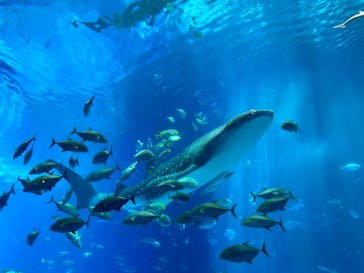沖縄美ら海水族館に投稿された画像（2023/9/24）