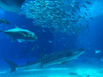 沖縄美ら海水族館に投稿された画像（2023/9/24）