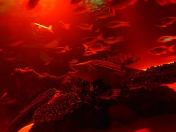 サンシャイン水族館に投稿された画像（2023/9/24）