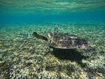 宮古島 ADVENTURE PiPi（ミヤコジマ アドベンチャー ピピ）に投稿された画像（2023/9/24）