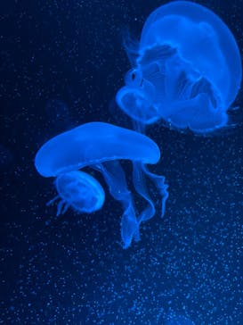 京都水族館に投稿された画像（2023/9/24）