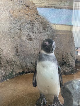 京都水族館に投稿された画像（2023/9/24）