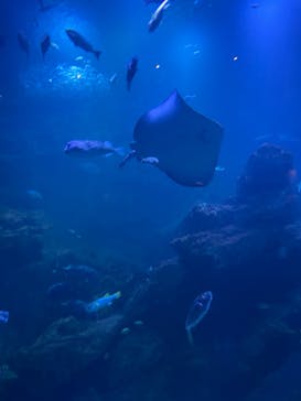 京都水族館に投稿された画像（2023/9/24）