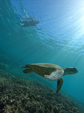 宮古島 ADVENTURE PiPi（ミヤコジマ アドベンチャー ピピ）に投稿された画像（2023/9/24）