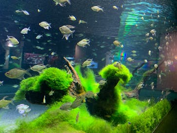 カワスイ 川崎⽔族館に投稿された画像（2023/9/24）