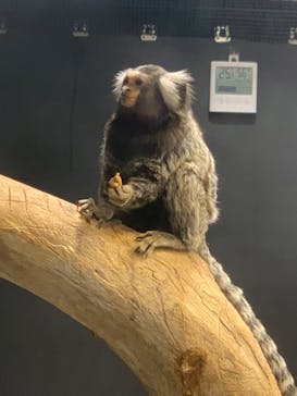 カワスイ 川崎⽔族館に投稿された画像（2023/9/24）