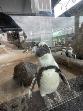 京都水族館に投稿された画像（2023/9/24）