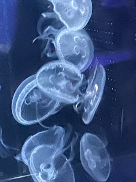 京都水族館に投稿された画像（2023/9/24）