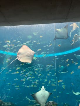 鴨川シーワールドに投稿された画像（2023/9/24）