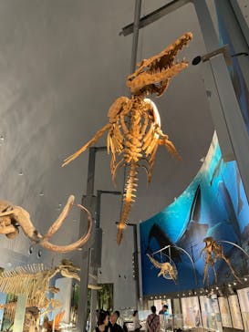 福井県立恐竜博物館に投稿された画像（2023/9/24）