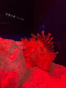 サンシャイン水族館に投稿された画像（2023/9/24）