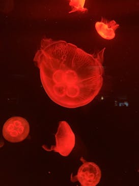 サンシャイン水族館に投稿された画像（2023/9/24）