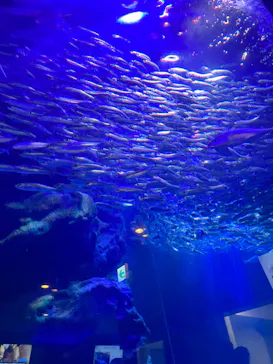 マクセル アクアパーク品川に投稿された画像（2023/9/24）