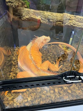 アクアリウムバス プラス　観賞魚といきものマーケットに投稿された画像（2023/9/24）