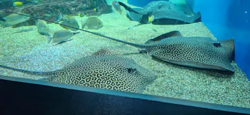 マクセル アクアパーク品川に投稿された画像（2023/9/24）