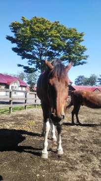 ノーザンホースパークに投稿された画像（2023/9/24）