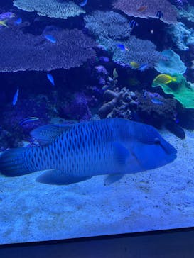 大分マリーンパレス水族館 「うみたまご」に投稿された画像（2023/9/24）