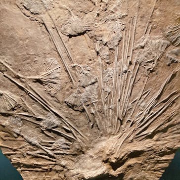 福井県立恐竜博物館に投稿された画像（2023/9/24）