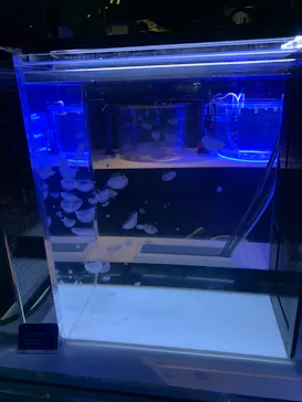 すみだ水族館に投稿された画像（2023/9/24）