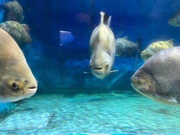 ゼロ距離水族館 伊勢シーパラダイスに投稿された画像（2023/9/24）