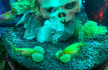 NARA KINGYO MUSEUMに投稿された画像（2023/9/24）