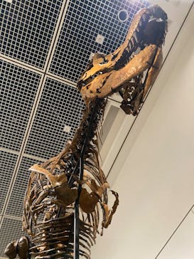 大阪市立自然史博物館に投稿された画像（2023/9/24）