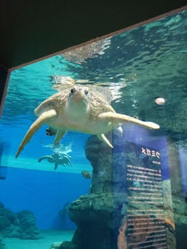 名古屋港水族館に投稿された画像（2023/9/24）