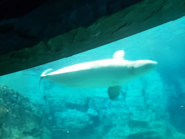 名古屋港水族館に投稿された画像（2023/9/24）