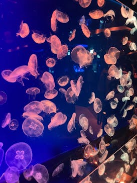 名古屋港水族館に投稿された画像（2023/9/25）