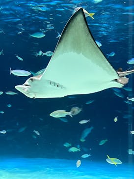 サンシャイン水族館に投稿された画像（2023/9/25）