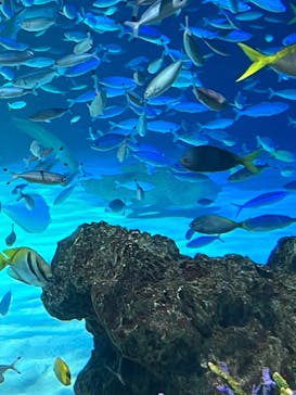 サンシャイン水族館に投稿された画像（2023/9/25）