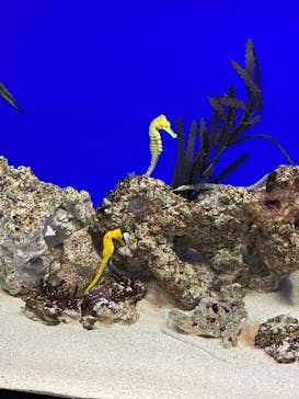 サンシャイン水族館に投稿された画像（2023/9/25）