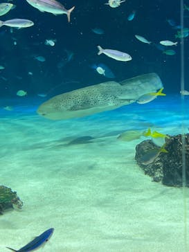 サンシャイン水族館に投稿された画像（2023/9/25）